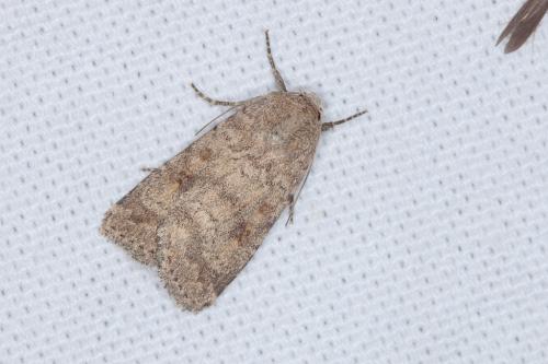 Réf. 207 364 : Caradrina morpheus